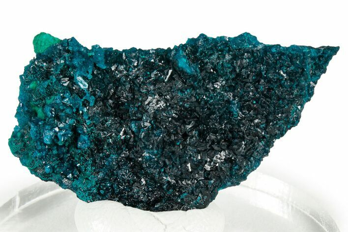 Vibrant Blue Veszelyite Cluster on Zincolibethenite - Congo #332865